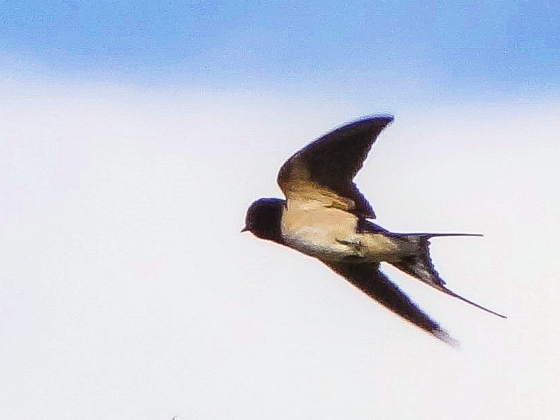 Hirondelle rustique (Barn swallow, Hirundo rustica), adulte en vol, Réserve naturelle de Mont-Bernanchon, Hauts de France. Photo Bernard Compagnon.